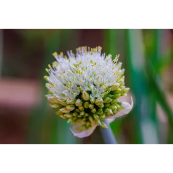 Arali Flowers arali flower-4801853-56622.webp